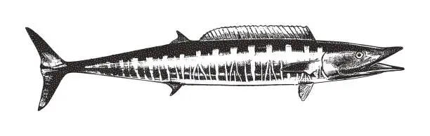 Vector illustration of Discovering Mexico. Great Barracuda.