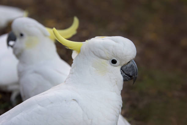 istock Cockatoos in trhe wild 875406180