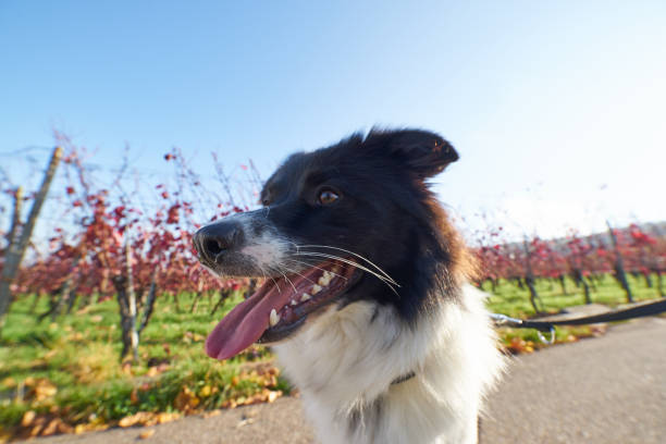 istock Happy dog in the Vineyard 875413384