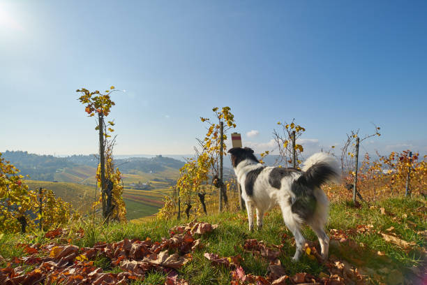 Cute dog in the Vineyard