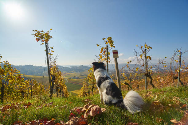 istock Cute dog in the Vineyard 875415592