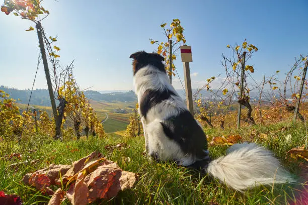 Photo of a cute dog sitting in the vineyard and looking at the city of Stuttgart