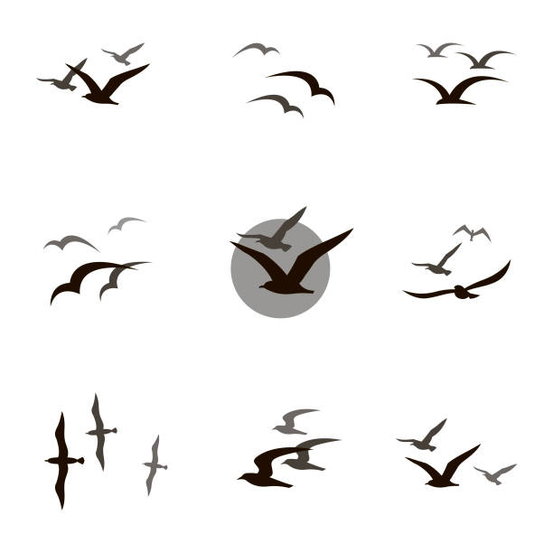 ilustraciones, imágenes clip art, dibujos animados e iconos de stock de conjunto de las gaviotas - aves