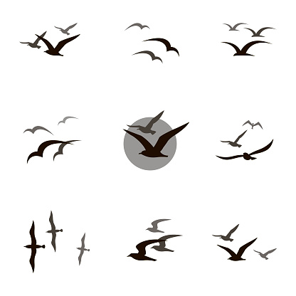 collection of black flying seagull silhouettes on white background
