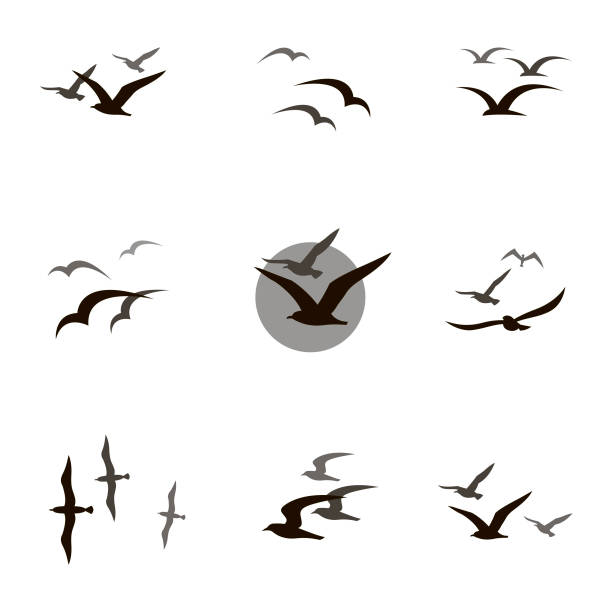 set of seagulls collection of black flying seagull silhouettes on white background flying stock illustrations