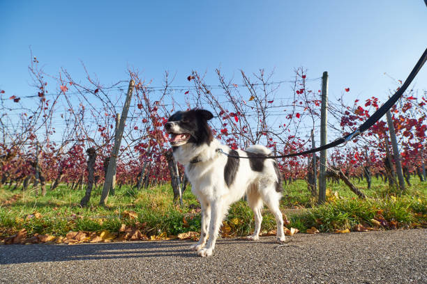 istock Cute dog in the Vineyard 875415770