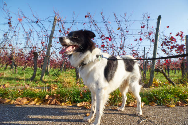 istock Cute dog in the Vineyard 875415836