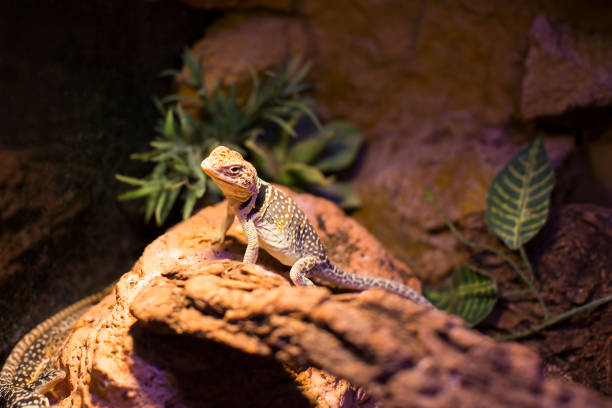 istock Live wild reptiles lizards shot close-up 875416278