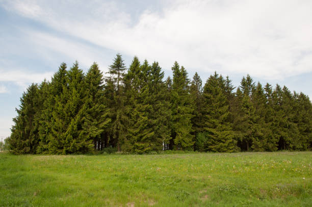 istock German nature in the Harz mountains 875420114