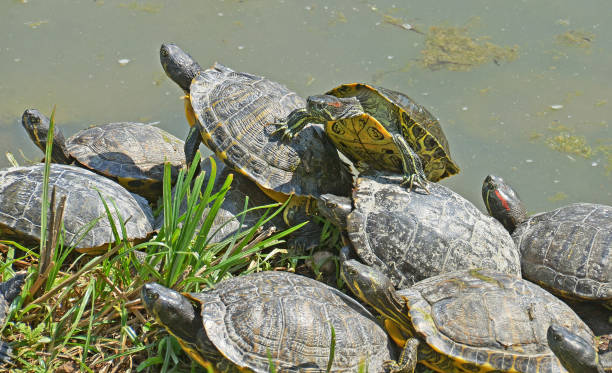 istock group of water turtles 875423650