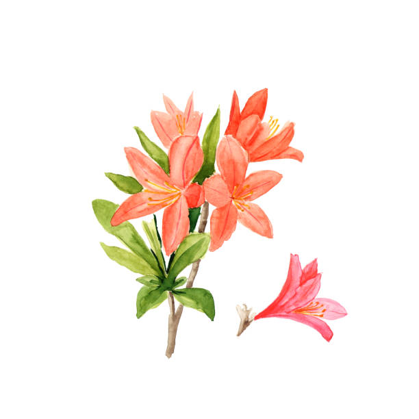 aquarell bild von rosa rhododendron blüten und blättern auf weiß - azalea magenta flower red stock-grafiken, -clipart, -cartoons und -symbole