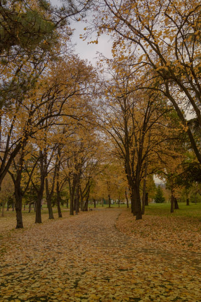 istock Winding Park Road in Autumn 875429024