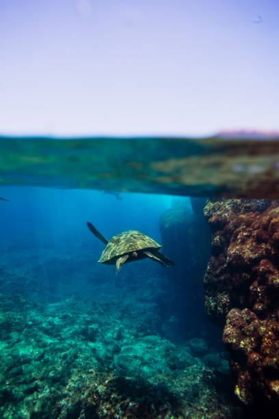 istock Hawaiian turtles from paradise 875429946