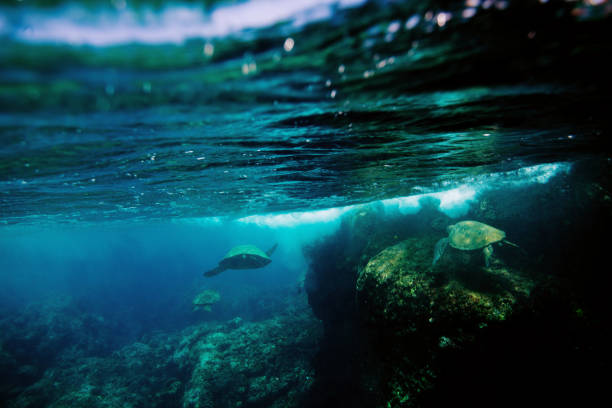 istock Hawaiian turtles from paradise 875430150