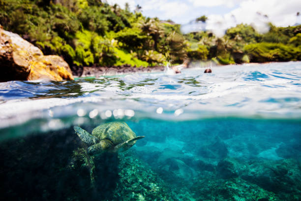 istock Hawaiian turtles from paradise 875430288