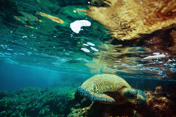 istock Hawaiian turtles from paradise 875430290