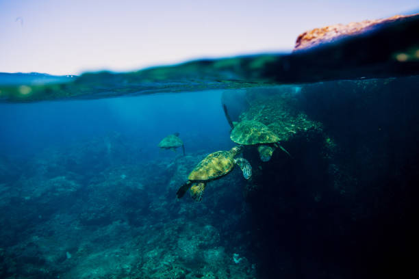 istock Hawaiian turtles from paradise 875430298
