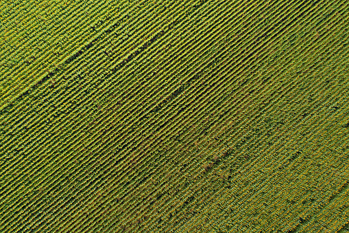 Aerial drone view of the sunflower field, green and yellow stripes