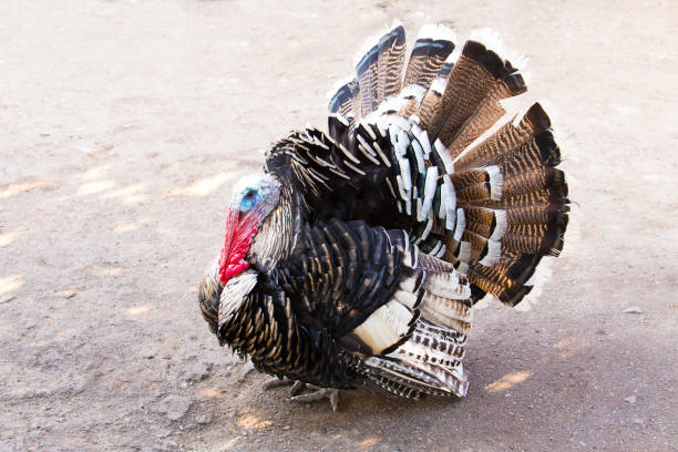 istock angry thanksgiving turkey strutting his stuff 875430638