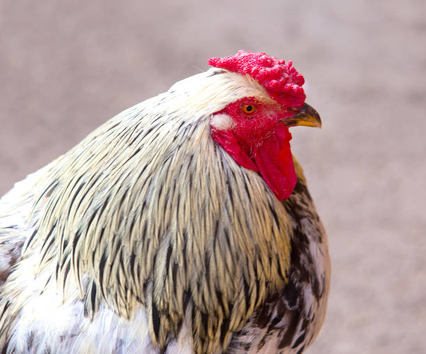 istock Portrait of beautiful cock on green background 875430708
