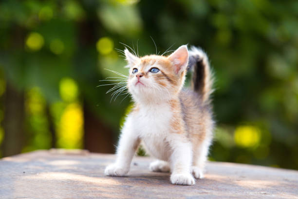 istock red, white kitten with blue eyes on green background 875430814