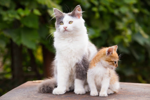 istock Two friends pretty cats sitting 875430880