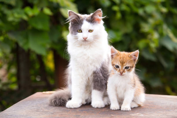 istock Two friends pretty cats sitting 875430900