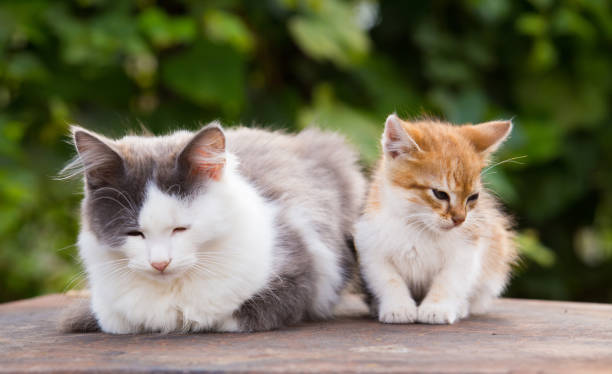 istock Two friends pretty cats sitting 875430926