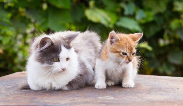 istock Two friends pretty cats sitting 875430940