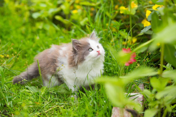 istock gray, white angry kitten with blue eyes and open mouth and sharp teeth on grass 875431110