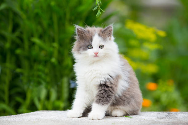 gray, white angry kitten with blue eyes and open mouth and sharp teeth on grass