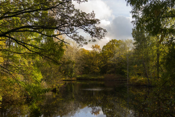 istock autumns forest on a swamp and river 875433510