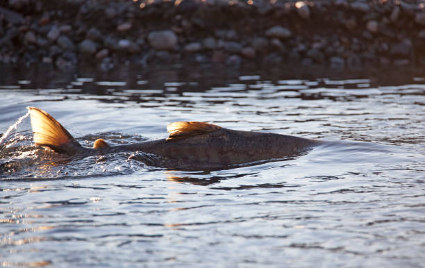 Back lit Alaskan Salmon Spawning - fotografia de stock