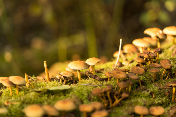 istock wild mushrooms and moss on a tree bark 875437254