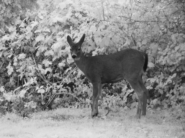 istock infrared photo of a deer 875440648