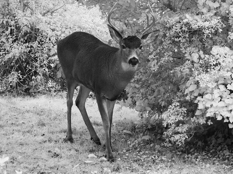 Infrared image photo of a deer in the yard of an Astoria, Oregon home