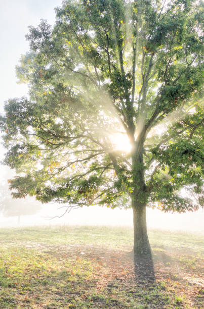 un grand arbre vert en automne avec orange laisse dans la brume, du brouillard et glade sunburst soleil par le biais de silhouette brumeux dans le concept de campagne matin - autumn sun oak tree photos et images de collection
