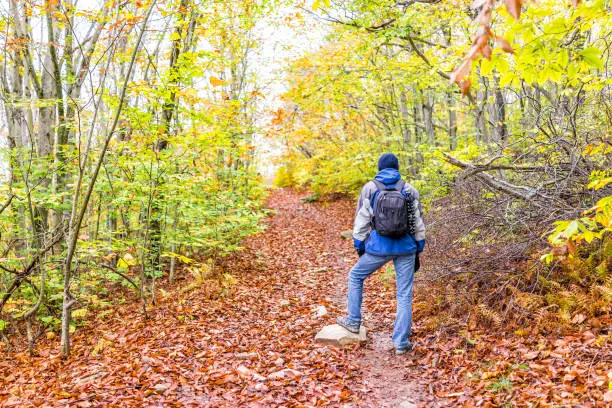 Young man walking on hiking trail through colorful orange foliage fall autumn forest with many fallen dry leaves on path in West Virginia