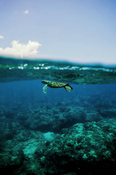 istock Hawaiian turtles from paradise 875443750