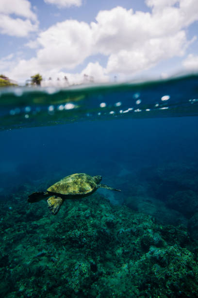 istock Hawaiian turtles from paradise 875443762