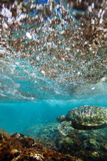 istock Hawaiian turtles from paradise 875443768