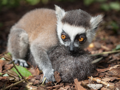 A hand-reared baby ring-tailed lemur holds a furball designed to substitute for his mother. The animal child holds the artificial mother. The lemur has fluffy grey hair and big expressive orange eyes.