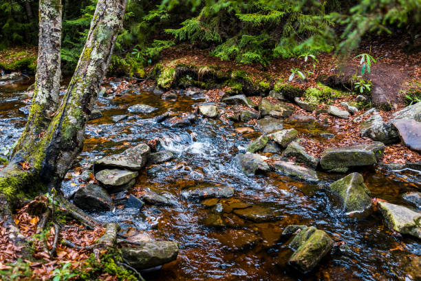 rojo arroyo de dolly sods, west virginia durante el otoño, caen con bosque de pinos verdes y río de agua, hojas caídas en las rocas, piedras, pequeña cascada - monongahela national forest landscapes nature waterfall fotografías e imágenes de stock