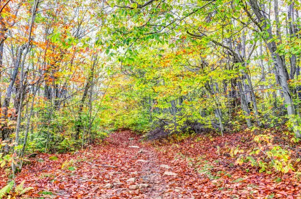 Empty hiking trail through colorful orange foliage fall autumn forest with many fallen leaves on path in West Virginia