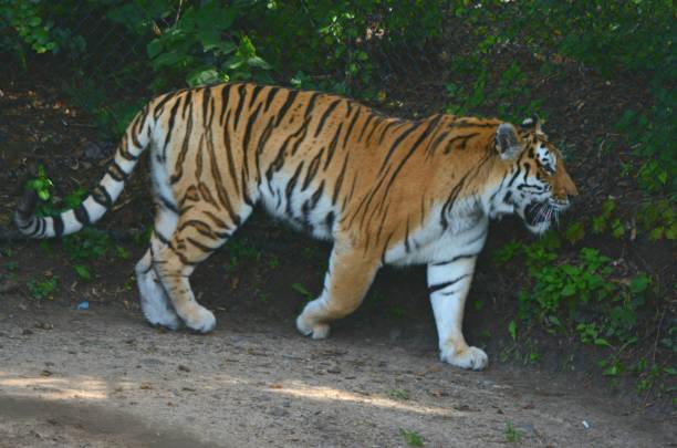 istock Shaded Amur Tiger Walking Along Trail 875445170