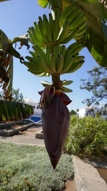 This is a Banana tree in the early/middle growing state.