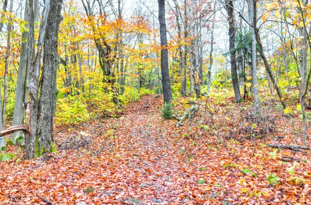 Empty hiking trail through colorful orange foliage fall autumn forest with many fallen leaves on path in West Virginia