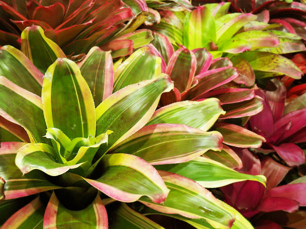 istock Green, white, red, pink wet Bromeliad plant field background 875454374