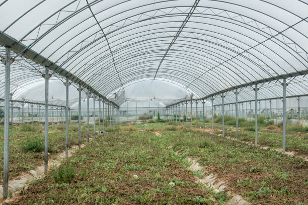 istock water melon field in the greenhouse after summer 875458146
