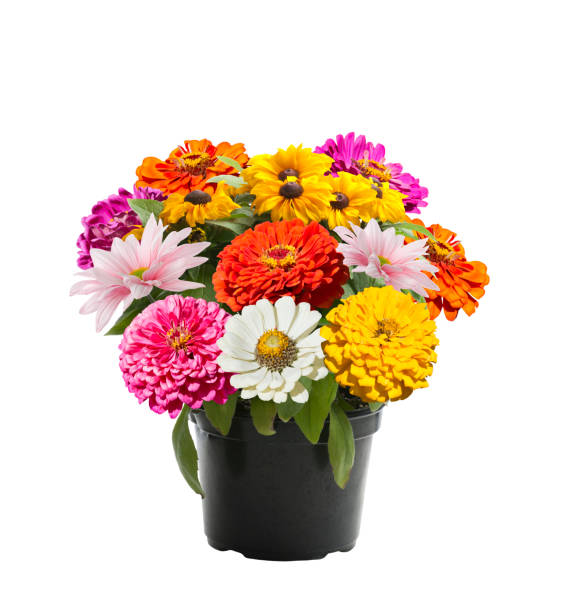 istock Colorful flowers in a flower pot 875458622